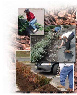 Organic Weed Control