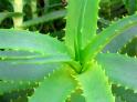 benefits of aloe vera benefits of aloe vera