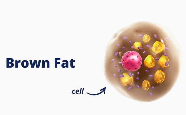 Brown Fat Adipose Tissue