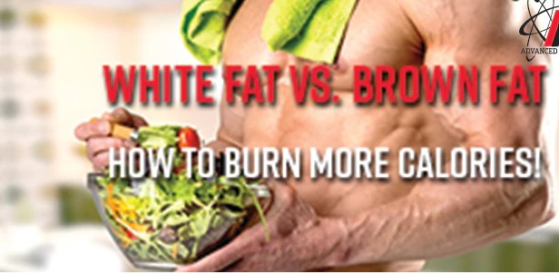 brown fat vs. white fat