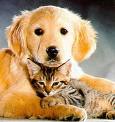 puppy and cat